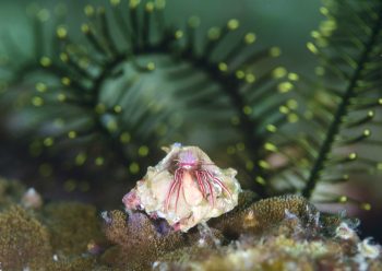 ゼブラホンヤドカリ