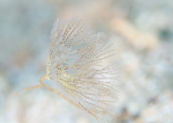 ツノザヤウミウシ