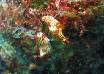 クロスジリュウグウウミウシ