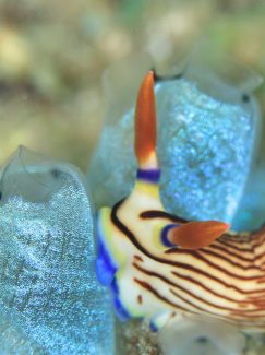 クロスジリュウグウウミウシ