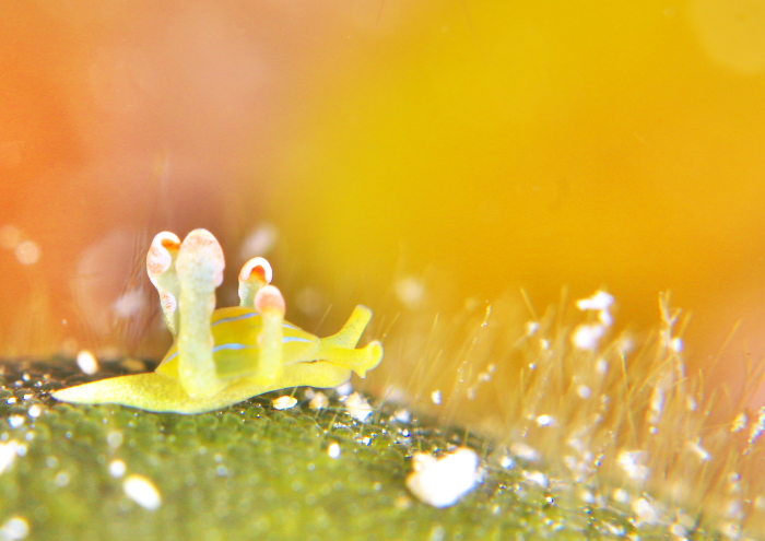 フリソデミドリガイ