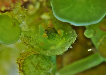 フリソデミドリガイ