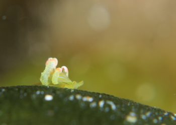 フリソデミドリガイ