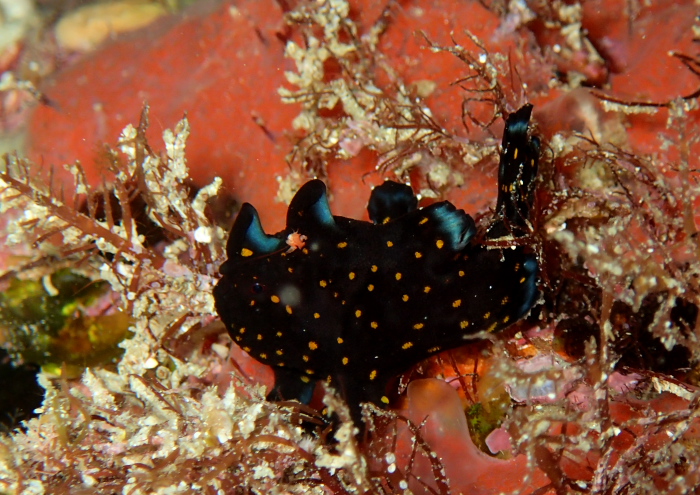 クマドリカエルアンコウ