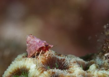 ベニホンヤドカリ