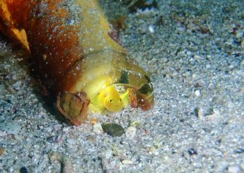 ミジンベニハゼ