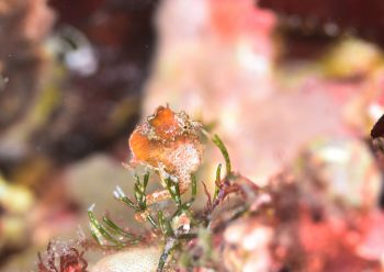 ハチジョウタツ