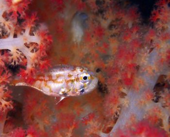 イナズマヒカリイシモチ