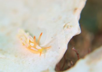 ウララカミノウミウシ