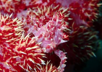 イソコンペイトウガニ