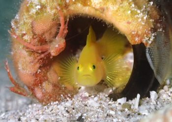 ミジンベニハゼ