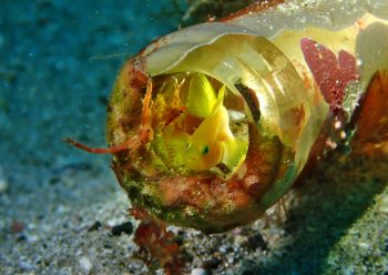 ミジンベニハゼ