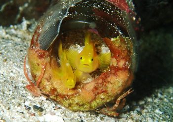 ミジンベニハゼ