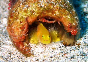 ミジンベニハゼ