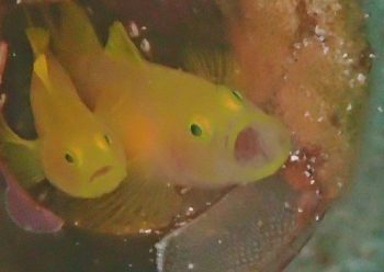 ミジンベニハゼ