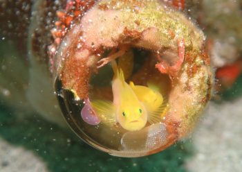 ミジンベニハゼ