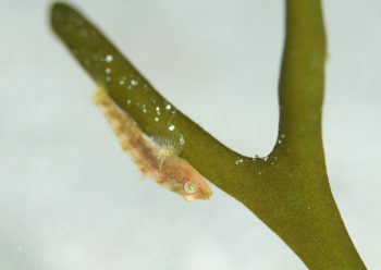 セボシウミタケハゼ