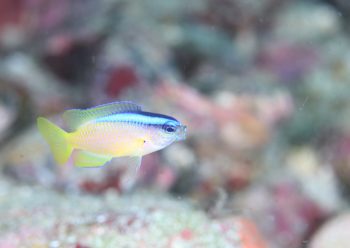 アオスジスズメダイ