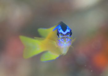 アオスジスズメダイ