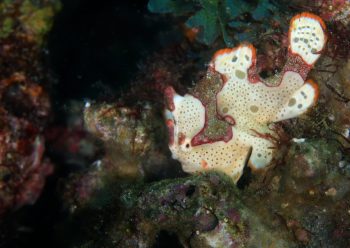 クマドリカエルアンコウ