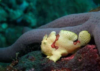 クマドリカエルアンコウ