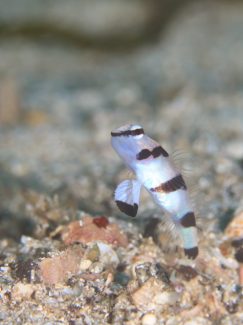 キツネメネジリンボウ