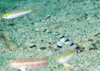 キツネメネジリンボウ