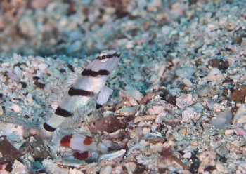 キツネメネジリンボウ