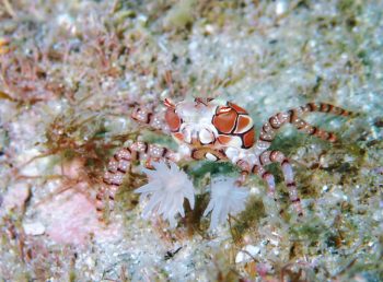 キンチャクガニ