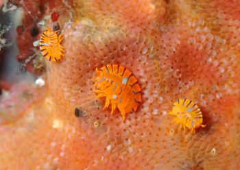 ホムラスベヨコエビ