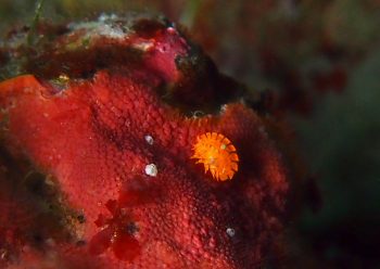 ホムラスベヨコエビ