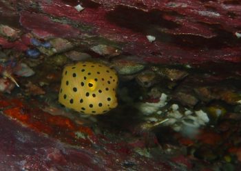 ミナミハコフグ幼魚