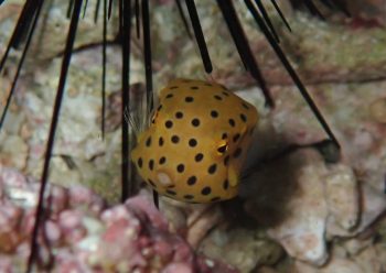 ミナミハコフグ幼魚