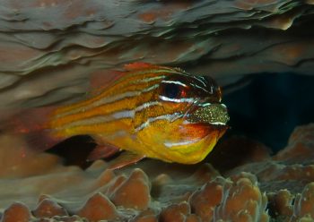 キンセンイシモチ口内保育