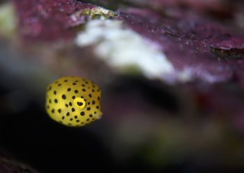 ミナミハコフグ