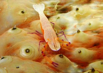 ウミウシカクレエビ