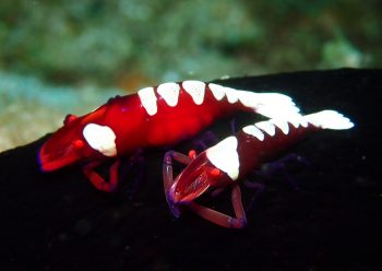 ウミウシカクレエビ