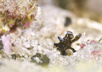 クマドリカエルアンコウ