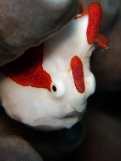 クマドリカエルアンコウ