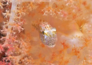 イナズマヒカリイシモチ