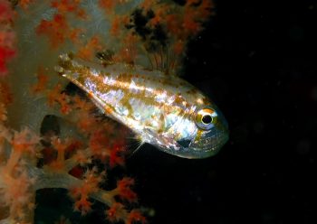 イナズマヒカリイシモチ