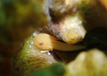 パンダダルマハゼ