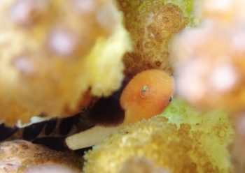 パンダダルマハゼ