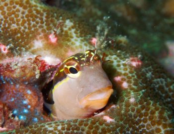 ヒトスジギンポ