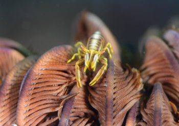 ラオメネス・ティグリス