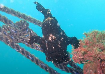 オオモンカエルアンコウ