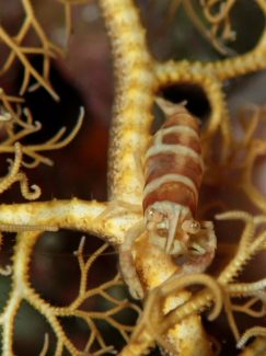 テヅルモヅルエビ