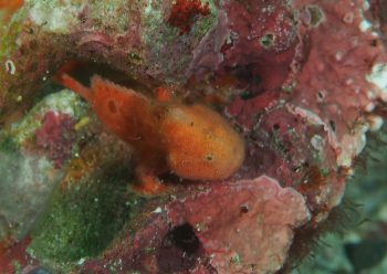 ベニカエルアンコウ