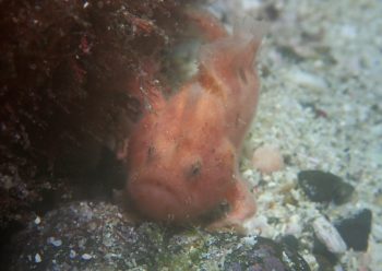 ベニカエルアンコウ