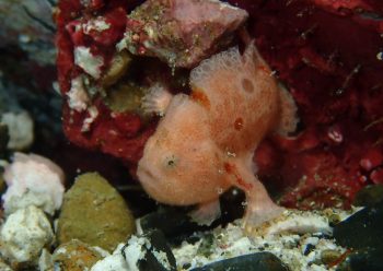 ベニカエルアンコウ